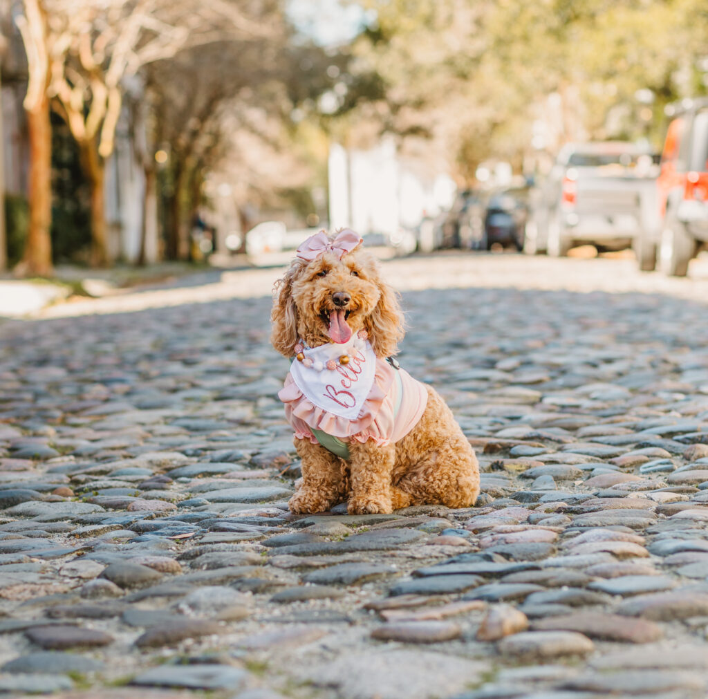 Dress your dogs up for photoshoots to add an extra layer of cuteness.